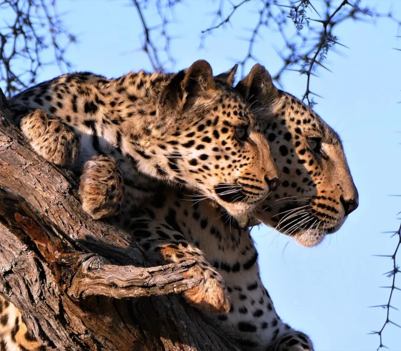 africat_foundation_okonjima_namibia_leopard1